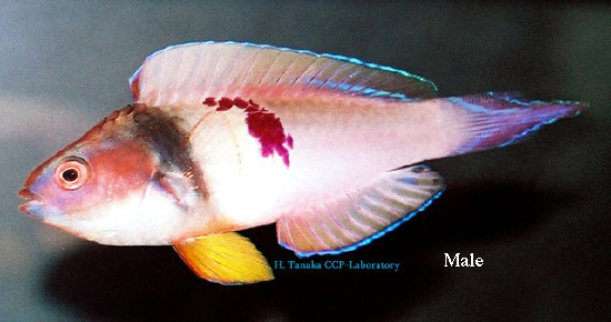  Cirrhilabrus sanguineus (Purple-stained Fairy Wrasse)